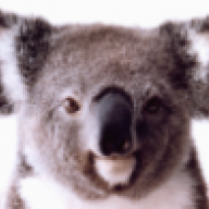 Koala_Steamed