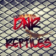 DNR Reptiles