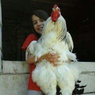 saqib rehan