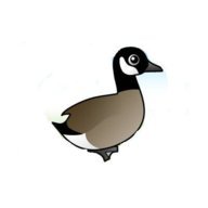 tamamcokguzel