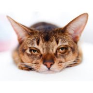 TRANSFORMACATCENTRAL