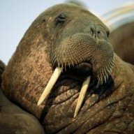 BradCaston (Walrus Chuck)
