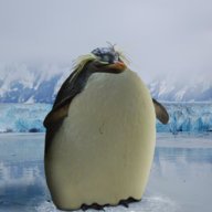 ChubbyPenguin
