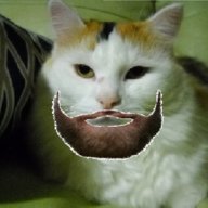 Bearded Kitty