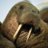 BradCaston (Walrus Chuck)