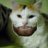 Bearded Kitty