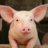 Pigsmakebacon Gaming