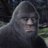 Bigfoot Encounters